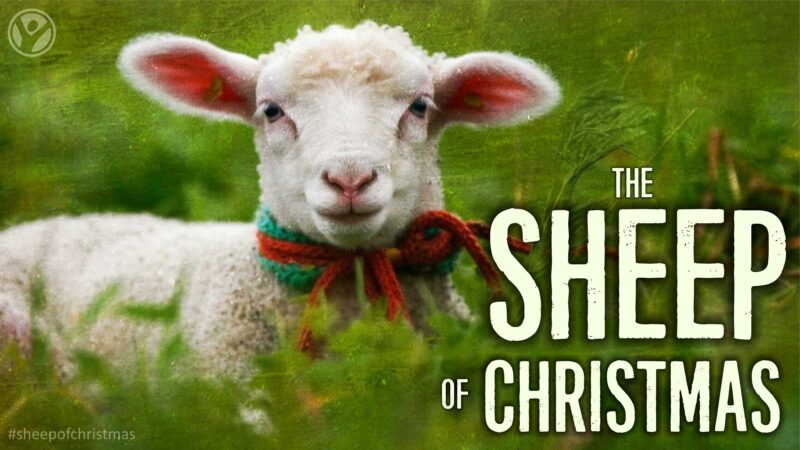 The Sheep of Christmas